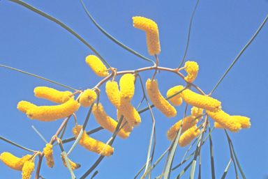 APII jpeg image of Acacia lasiocalyx  © contact APII