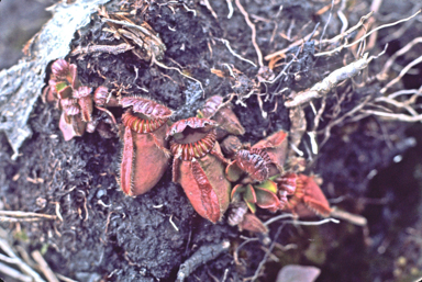 APII jpeg image of Cephalotus follicularis  © contact APII