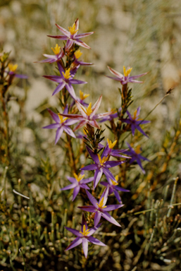 APII jpeg image of Calectasia grandiflora  © contact APII