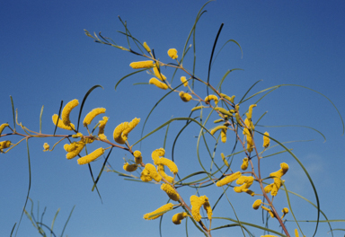 APII jpeg image of Acacia lasiocalyx  © contact APII