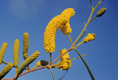 APII jpeg image of Acacia lasiocalyx  © contact APII