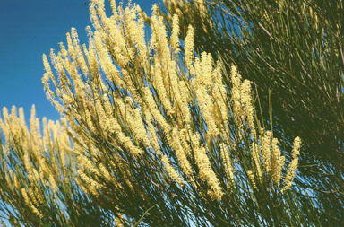 APII jpeg image of Grevillea candelabroides  © contact APII