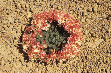 APII jpeg image of Lechenaultia macrantha  © contact APII