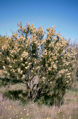 APII jpeg image of Hakea recurva subsp. recurva  © contact APII