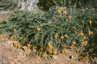 APII jpeg image of Grevillea tenuiloba  © contact APII