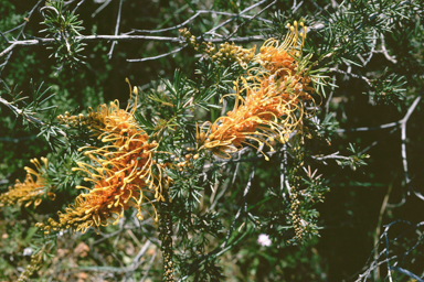 APII jpeg image of Grevillea tenuiloba  © contact APII