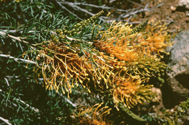 APII jpeg image of Grevillea tenuiloba  © contact APII