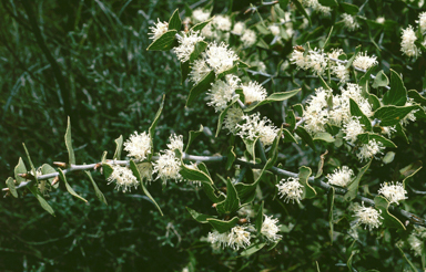 APII jpeg image of Hakea hastata  © contact APII