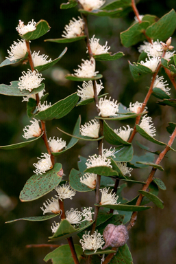 APII jpeg image of Hakea  © contact APII