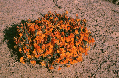 APII jpeg image of Lechenaultia formosa  © contact APII