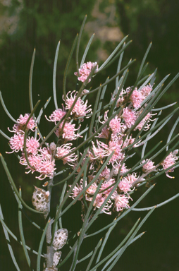 APII jpeg image of Hakea rigida  © contact APII