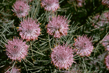 APII jpeg image of Isopogon divergens  © contact APII