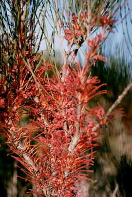 APII jpeg image of Hakea orthorrhyncha  © contact APII