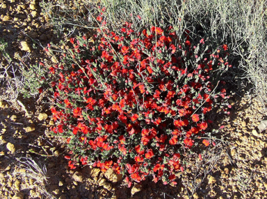 APII jpeg image of Lechenaultia formosa  © contact APII