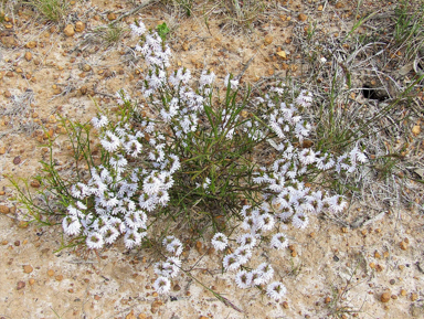 APII jpeg image of Scaevola thesioides  © contact APII