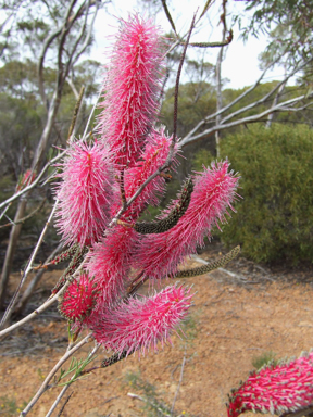 APII jpeg image of Grevillea petrophiloides subsp. magnifica  © contact APII