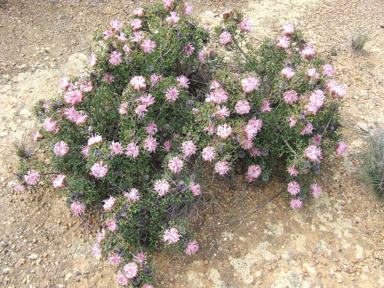 APII jpeg image of Isopogon dubius  © contact APII