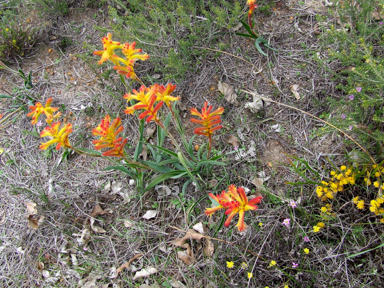 APII jpeg image of Anigozanthos humilis  © contact APII