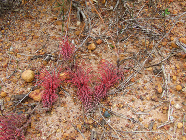 APII jpeg image of Grevillea dryandroides  © contact APII