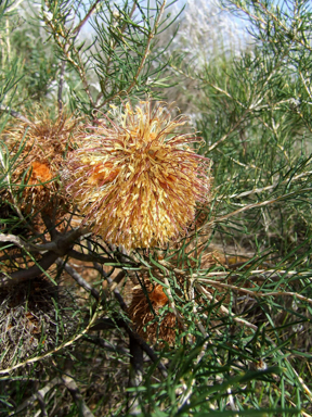 APII jpeg image of Banksia leptophylla var. melletica  © contact APII