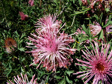 APII jpeg image of Isopogon  © contact APII