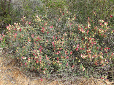 APII jpeg image of Lechenaultia linarioides  © contact APII