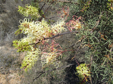 APII jpeg image of Grevillea annulifera  © contact APII