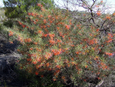 APII jpeg image of Grevillea dielsiana  © contact APII