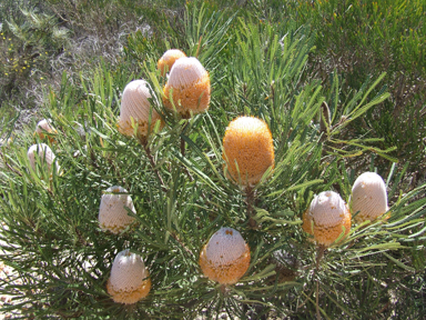 APII jpeg image of Banksia hookeriana  © contact APII