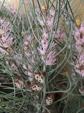 APII jpeg image of Hakea rigida  © contact APII