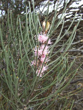 APII jpeg image of Hakea rigida  © contact APII