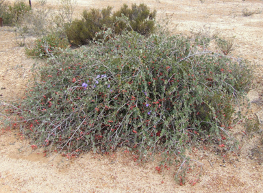 APII jpeg image of Grevillea pilosa  © contact APII