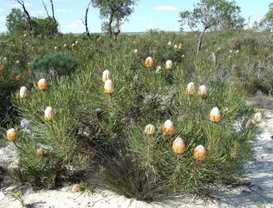 APII jpeg image of Banksia hookeriana  © contact APII