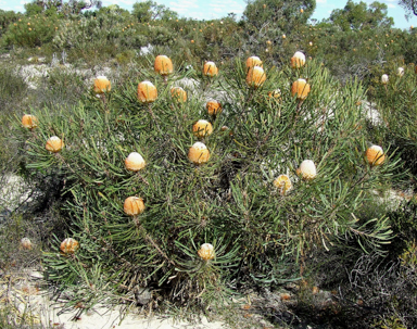 APII jpeg image of Banksia hookeriana  © contact APII