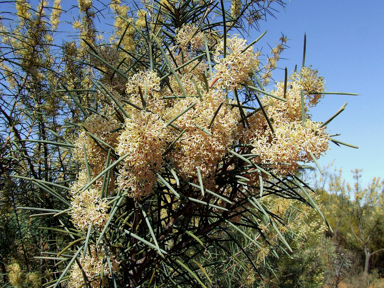 APII jpeg image of Hakea recurva subsp. recurva  © contact APII