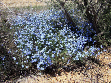 APII jpeg image of Lechenaultia biloba  © contact APII