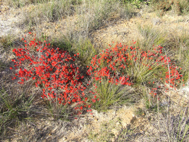 APII jpeg image of Lechenaultia formosa  © contact APII