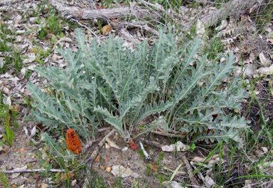 APII jpeg image of Banksia gardneri var. hiemalis,<br/>Acacia salicina  © contact APII