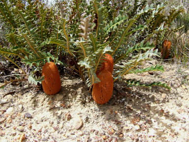 APII jpeg image of Banksia gardneri var. gardneri,<br/>Acacia salicina  © contact APII