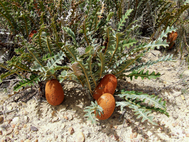 APII jpeg image of Banksia gardneri var. gardneri,<br/>Acacia salicina  © contact APII