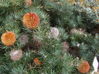 APII jpeg image of Banksia sphaerocarpa var. latifolia  © contact APII