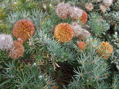 APII jpeg image of Banksia sphaerocarpa var. latifolia  © contact APII