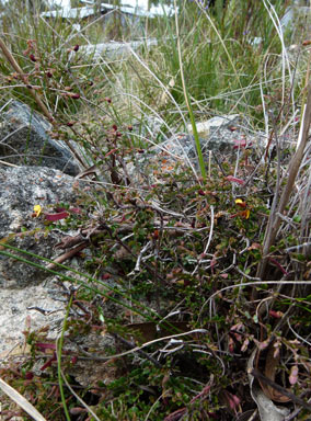 APII jpeg image of Bossiaea buxifolia  © contact APII