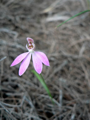 APII jpeg image of Caladenia carnea  © contact APII