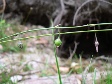 APII jpeg image of Arthropodium milleflorum  © contact APII