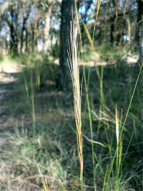 APII jpeg image of Austrostipa mollis  © contact APII