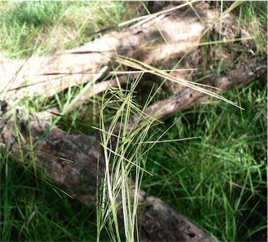 APII jpeg image of Austrostipa rudis subsp. rudis  © contact APII