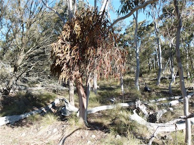 APII jpeg image of Amyema pendula subsp. pendula  © contact APII