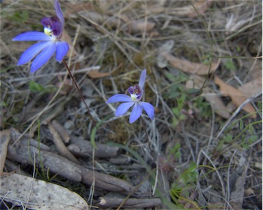 APII jpeg image of Caladenia caerulea  © contact APII