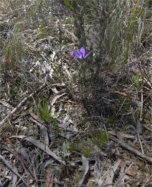 APII jpeg image of Glossodia major  © contact APII